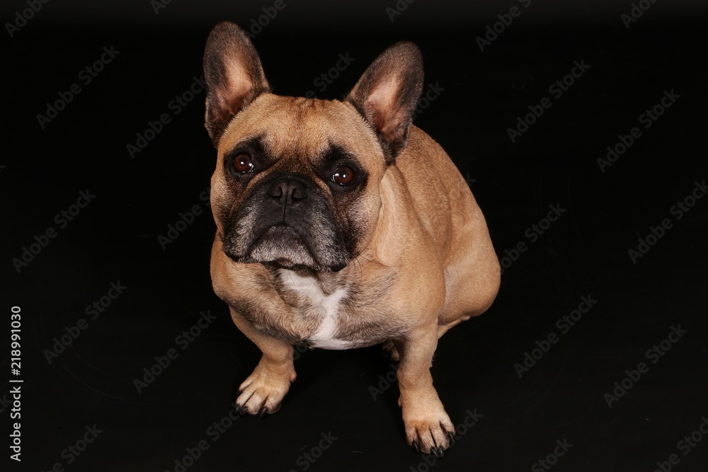 beautiful french bulldog is sitting in the dark studio and looking up to the camera