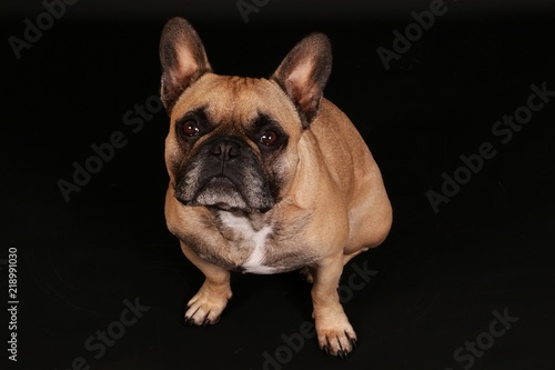 beautiful french bulldog is sitting in the dark studio and looking up to the camera © Bianca