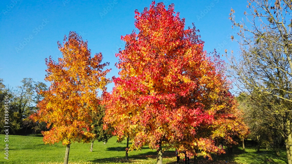 Naklejka premium Colorful autumn leaves of many liquidambar styraciflua in the park