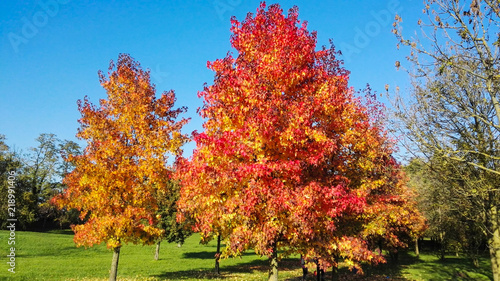 Colorful autumn leaves of many liquidambar styraciflua in the park