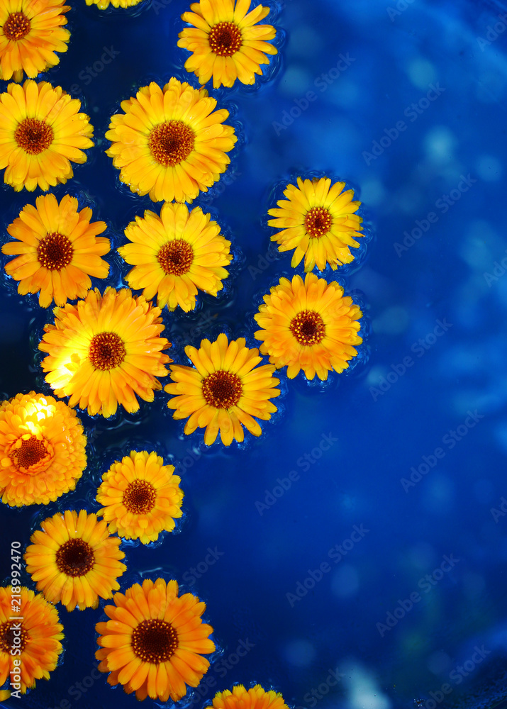 Orange flower of calendula on the water Orange flower of calendula on the water