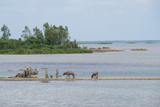 Landscape of Ta-lay Noi wetlands preserve in Phattalung district, Thailand.