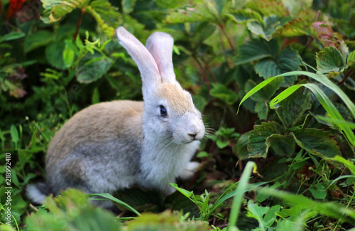 Rabbit sitting in the grass © Irina