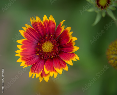 fleur gaillarde rouge et jaune dans un jardin en   t   en lumi  re du jour sur fonds vert