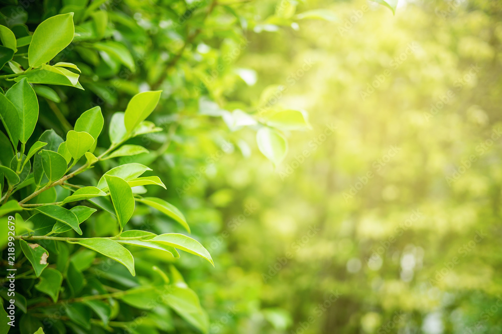 Green leaf soft focus with closeup in nature view Green leaf soft focus with closeup in nature view