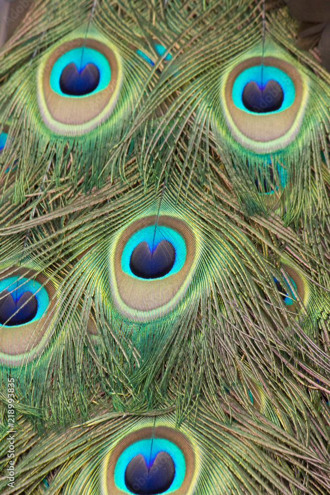 Fototapeta premium Peacock eye feathers abstract