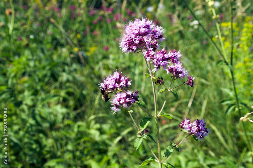 Oregano flowers on a green background. Oríganum vulgáre. Concept: medicinal plants, ecology. Oregano flowers on a green background. Oríganum vulgáre. Concept: medicinal plants, ecology.