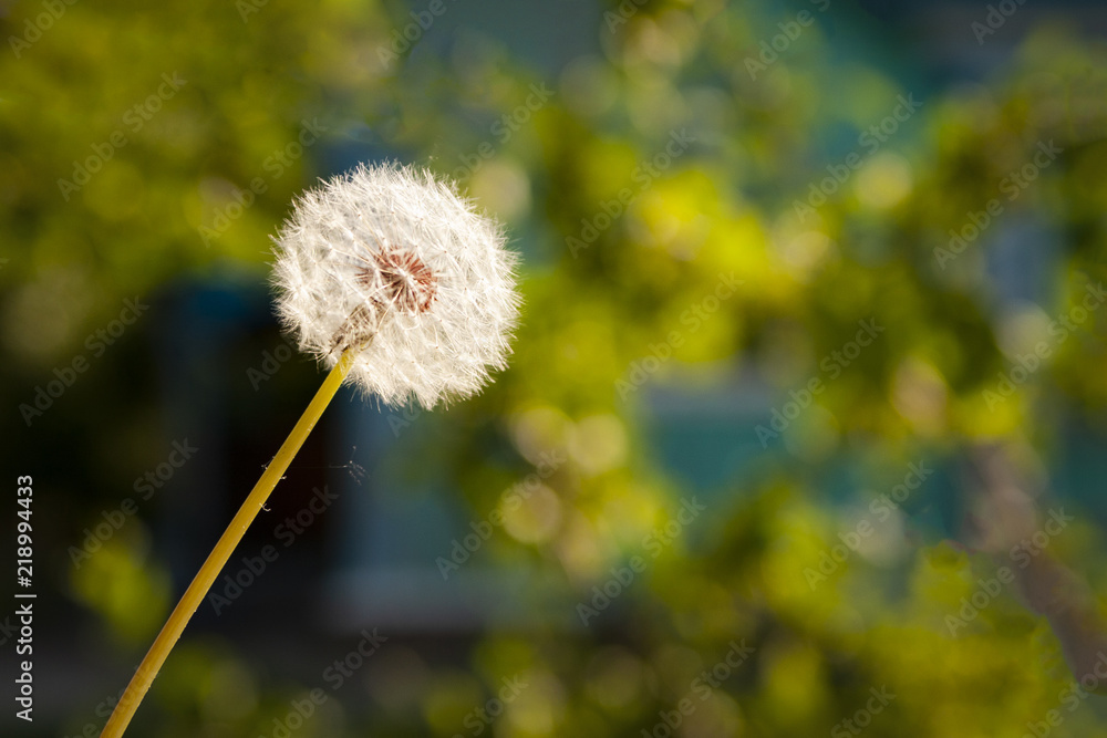 Fototapeta premium Fluffy dandelion against a dark background