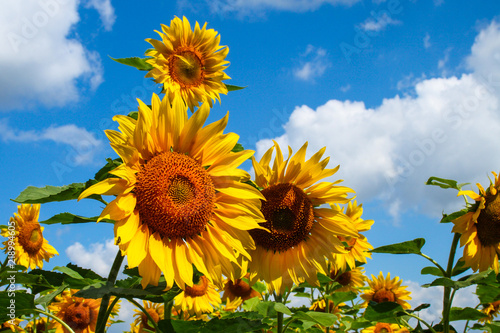 Sunflower flowers  closeup