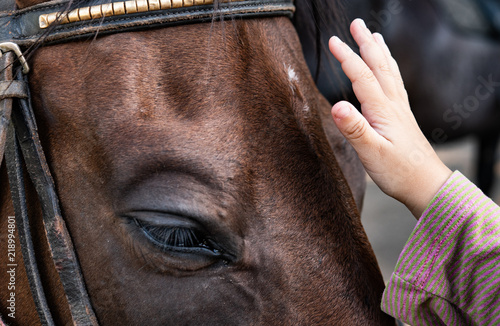 Hippo therapy concept, animal friendship horse and kid's hand