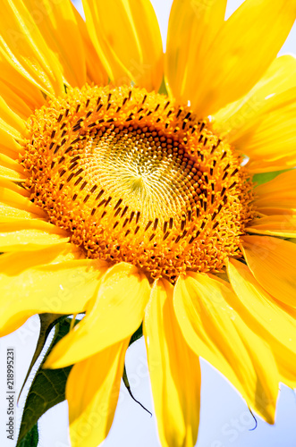 Macro sunflower. Nature background. Golden section