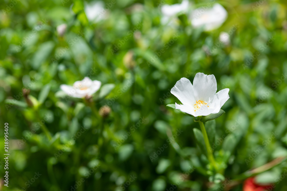 白いポーチュラカの花 白いポーチュラカの花