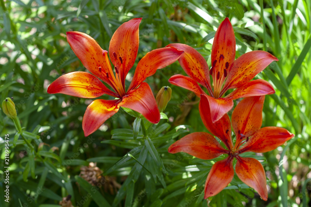 Orange lilies in the garden