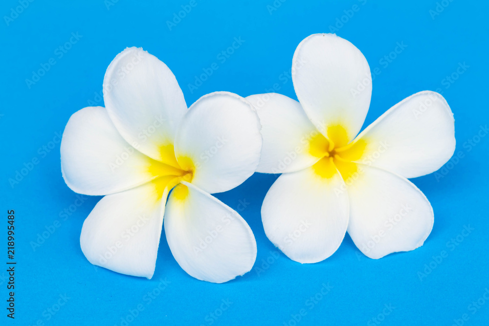Frangipani Flower or Plumeria on blue background. Frangipani Flower or Plumeria on blue background.