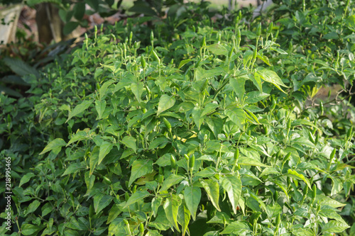 Green fresh chilli on the chilli farm