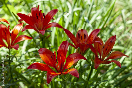 Orange lilies in the garden © Ilmar