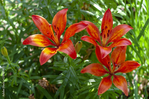 Orange lilies in the garden © Ilmar