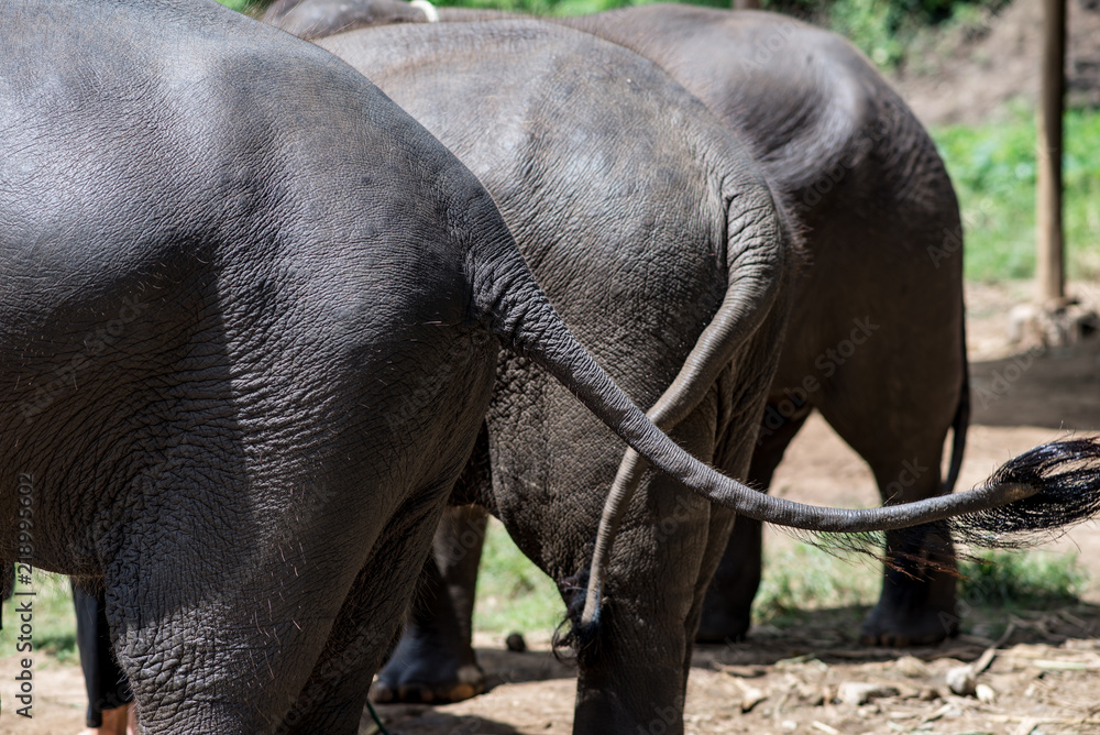Fototapeta premium Group Asian Elephant ass side
