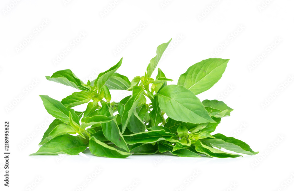 Ocimum basilicum or hairy basil leaf isolated on white bacgkround. Ocimum basilicum or hairy basil leaf isolated on white bacgkround.