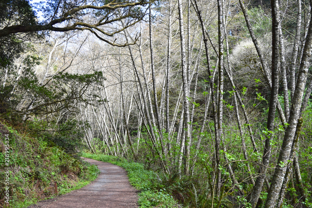 Pt. Reyes, California birds and trails