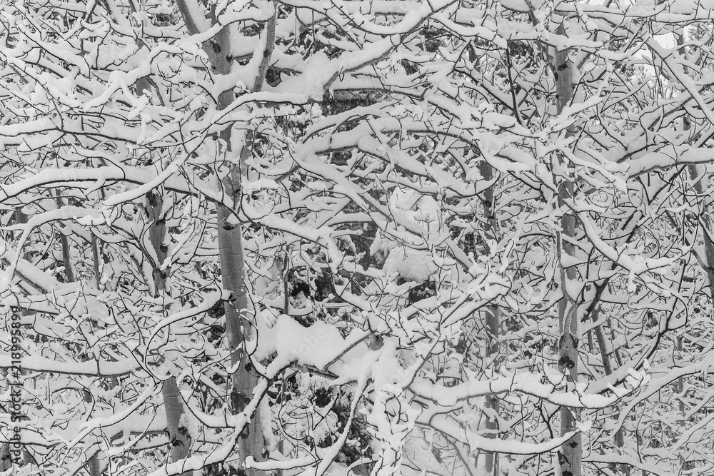 tree limbs covered with snow