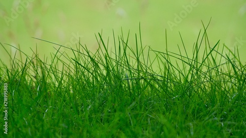 Long Grass