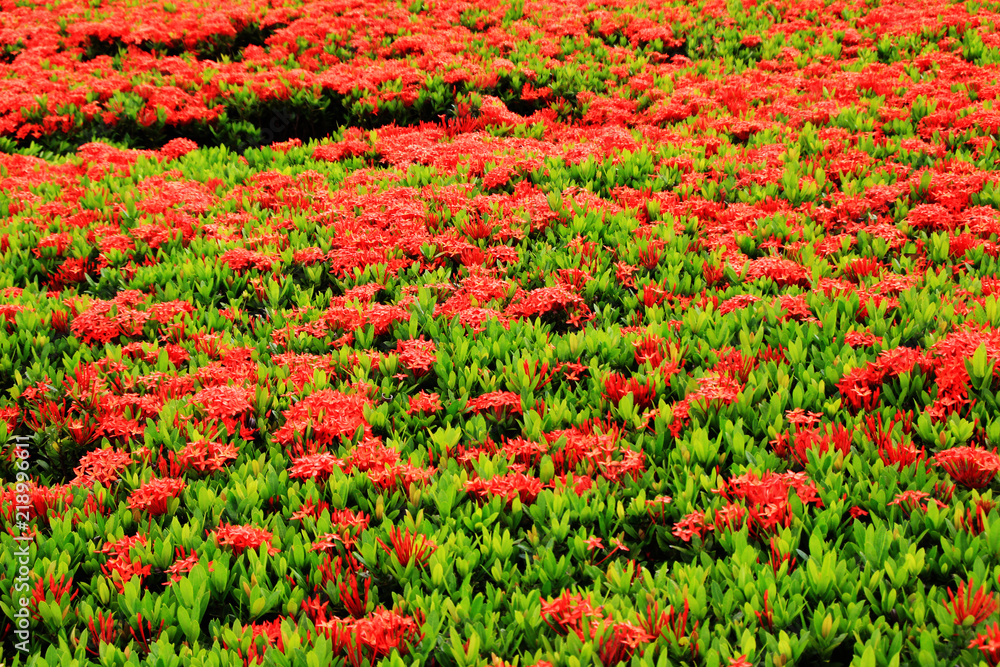 Closeup desert of red flowers in garden under sunlight on summer.