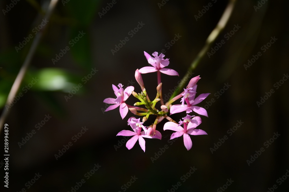 Fototapeta premium Little Orchid