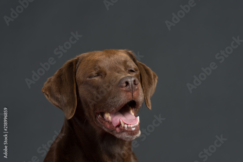 Labrador Hund Studio S     Freisteller