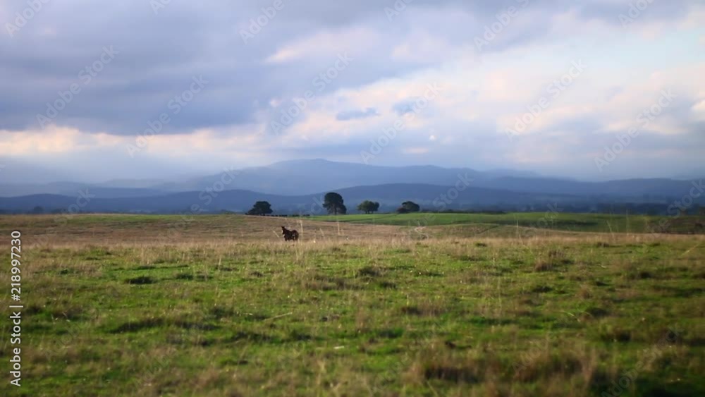 Horse in green field with the great dividing range in background. Australia, Maffra day time. Horse in green field with the great dividing range in background. Australia, Maffra day time.