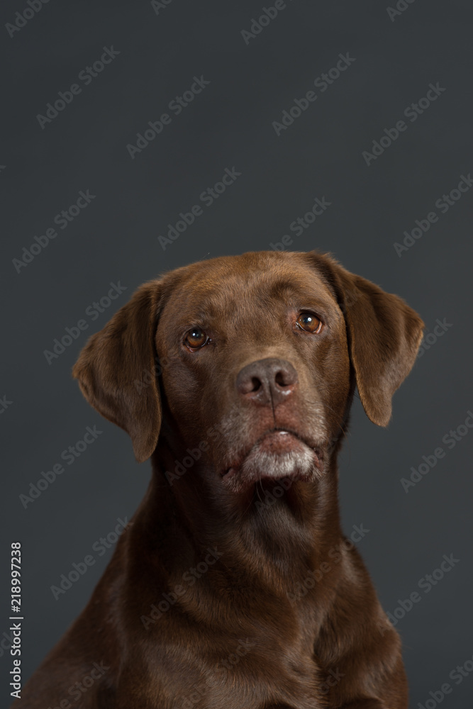 Labrador Hund Studio Süß Freisteller Labrador Hund Studio Süß Freisteller