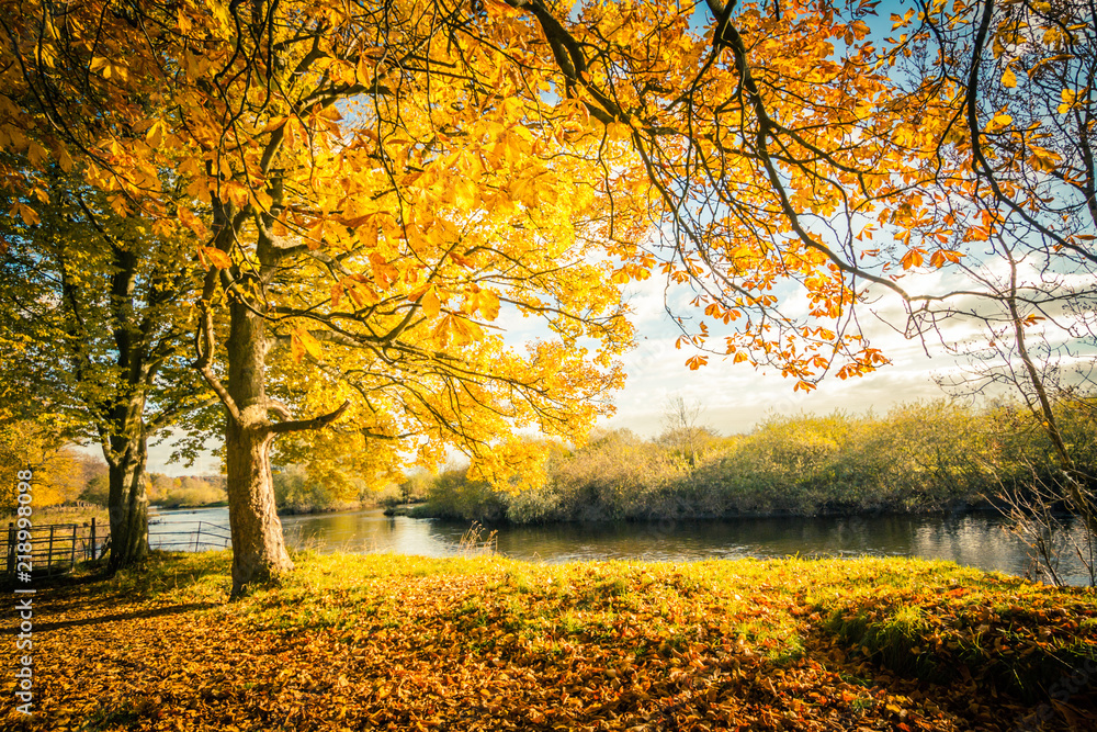 Beautiful, golden autumn scenery with trees and golden leaves in the sunshine in Scotland