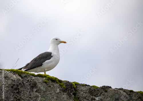 Seagull on guard