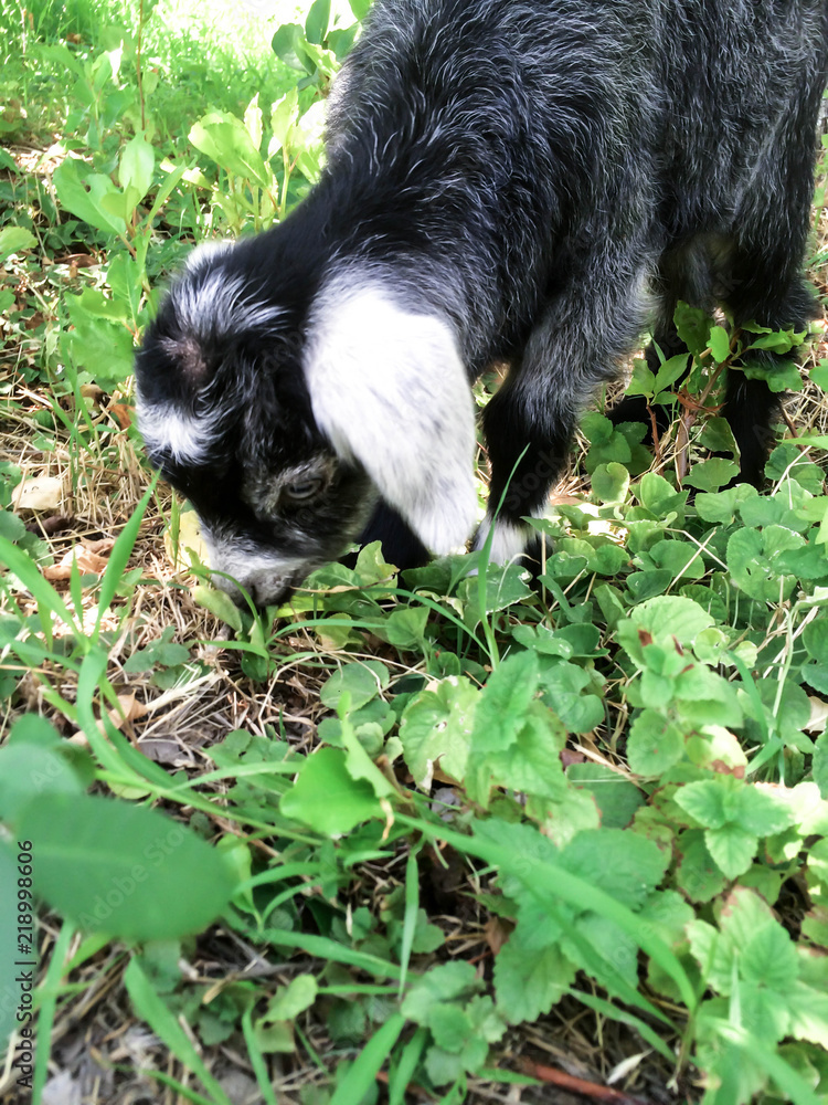 Obraz premium Animal goat newborn small black with white spots for design