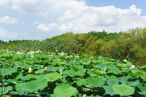 Overgrown with Lotus nut (lat. Nelumbo nucifera), the backwater of the Kuban river in the Krasnodar region
