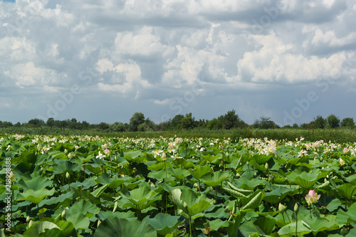 Lake with beautiful white-pink flowers of the Lotus nut (lat. Nelumbo nucifera) on a Sunny summer day near Krasnodar photo