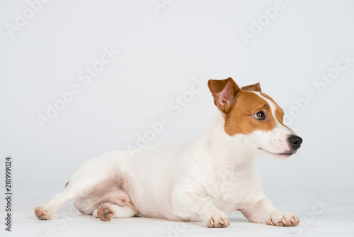 Jack Russel Hund Studio Süß Freisteller
