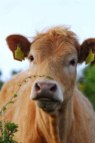 Beautiful cow looking inquisitively