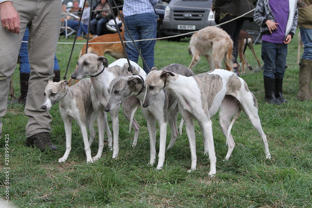 White and hot sale brindle whippet