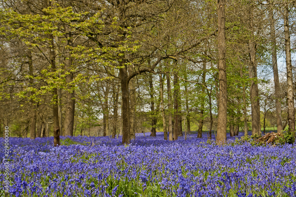 Fototapeta premium Bluebell Woods Greys Court Oxfordshire England UK