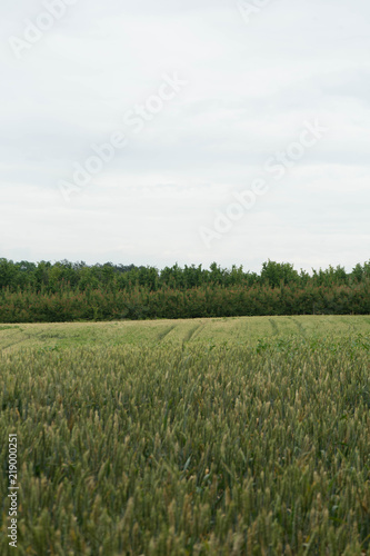 Wheat field