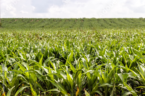 field of young corn. Farmer s agriculture.