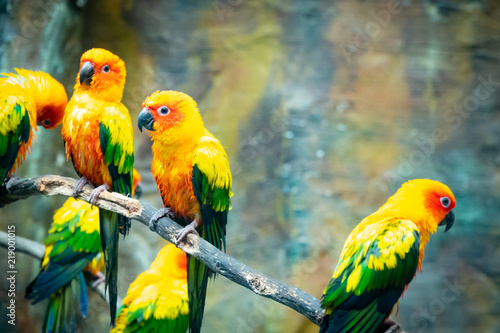 Parrot conure bird is colorful bird on branch tree. Flock parrot is red and golden yellow head and body. 