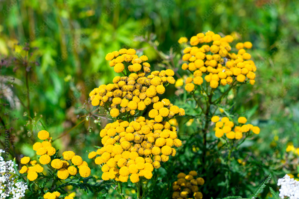 tansy yellow flowers on a fied tansy yellow flowers on a fied