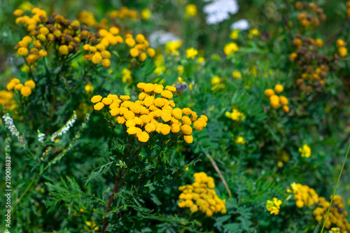 tansy yellow flowers on a fied