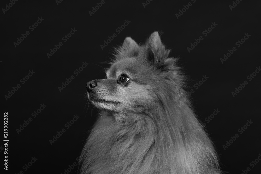 Hund Studio Süß Freisteller Hund Studio Süß Freisteller