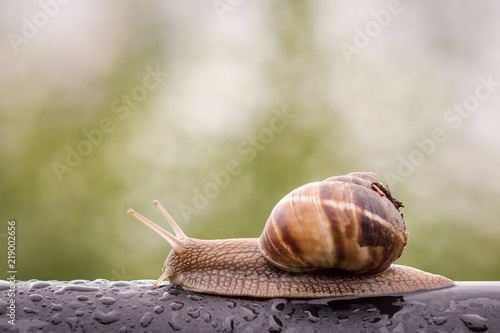 Snail in rainy morning