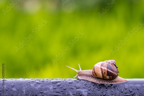 Snail in rainy morning