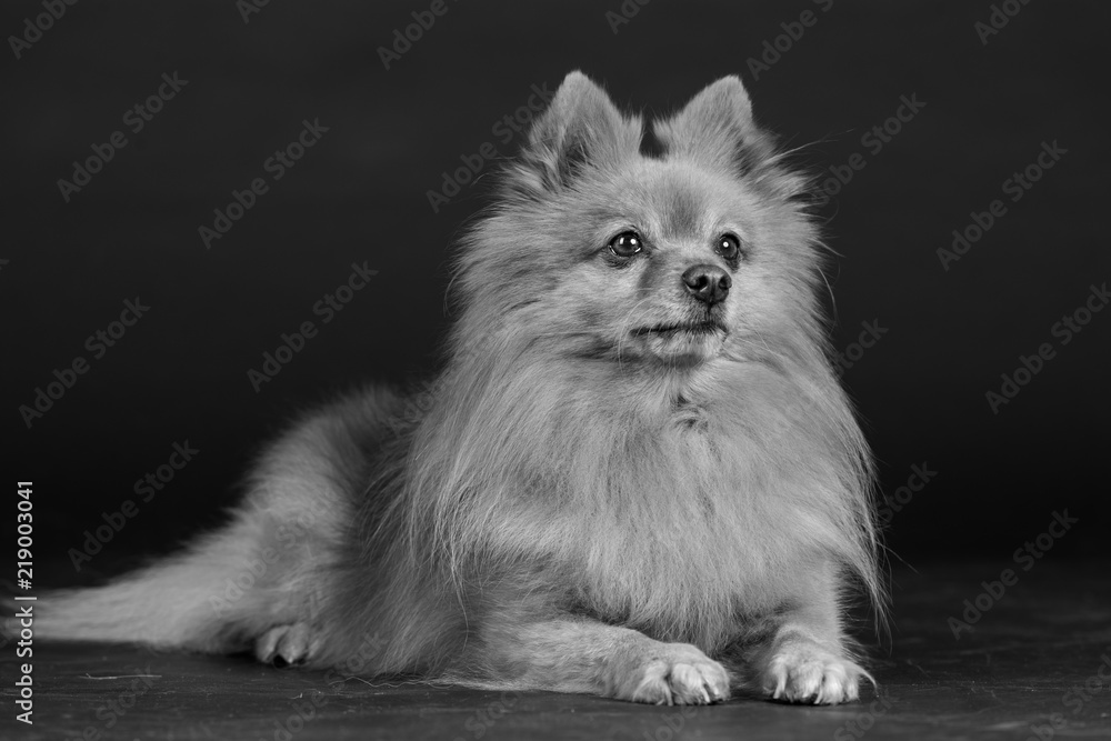 Hund Studio Süß Freisteller Hund Studio Süß Freisteller