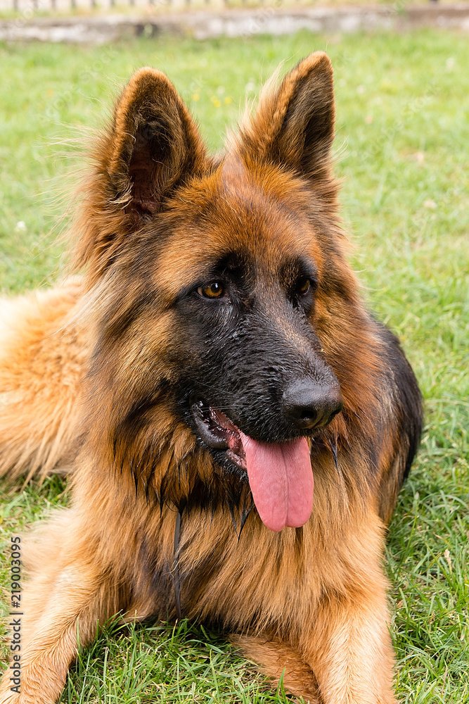 German shepherd in the garden
